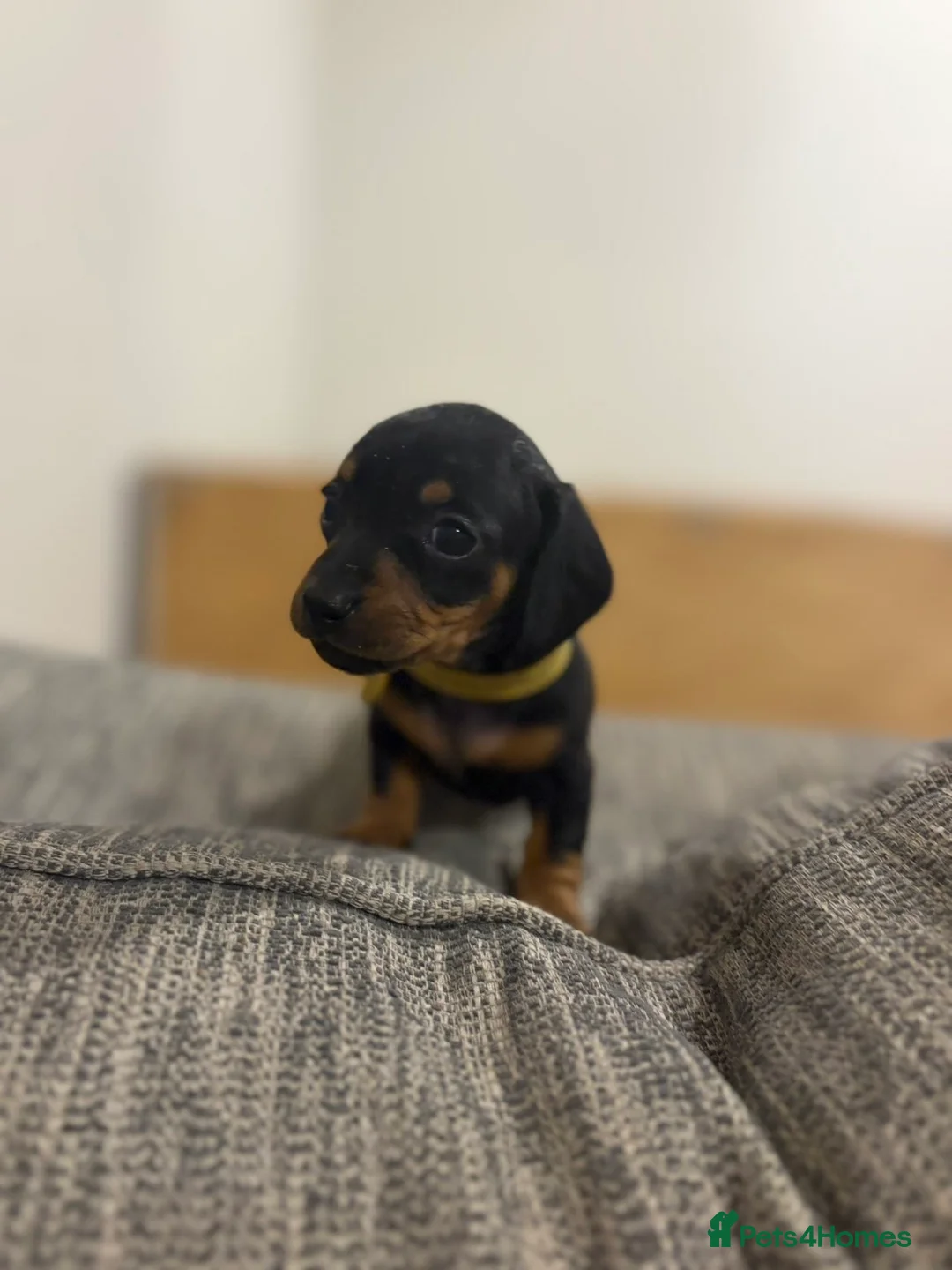 Dachshund dogs for sale: 🐾 Dachshund Puppies 🐾 - Advert 2