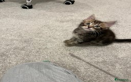 Mixed Breed cats for sale: Kittens available (3 girls & 1 boy) - Image 15