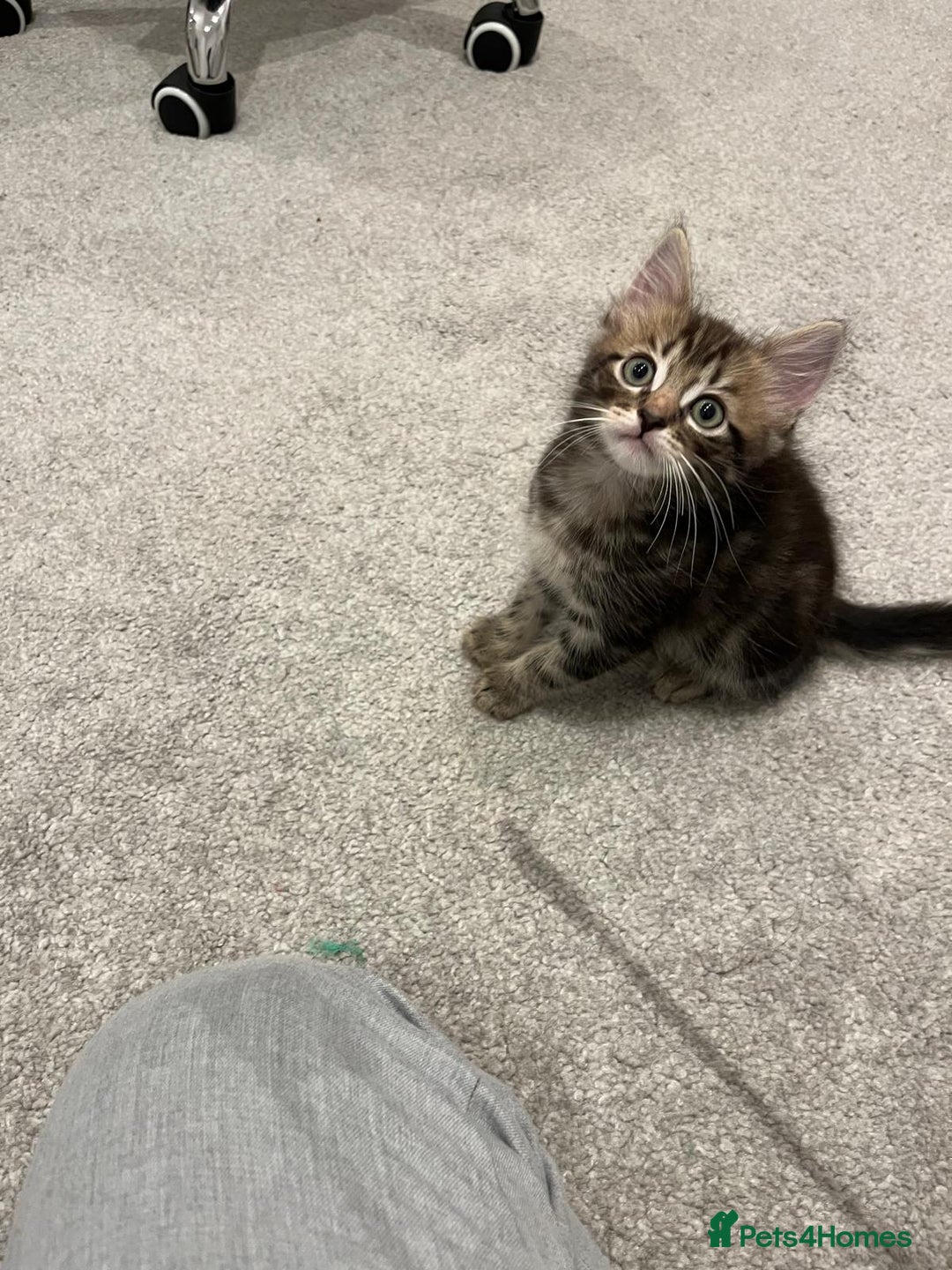 Mixed Breed cats for sale: Kittens available (3 girls & 1 boy) - Image 15