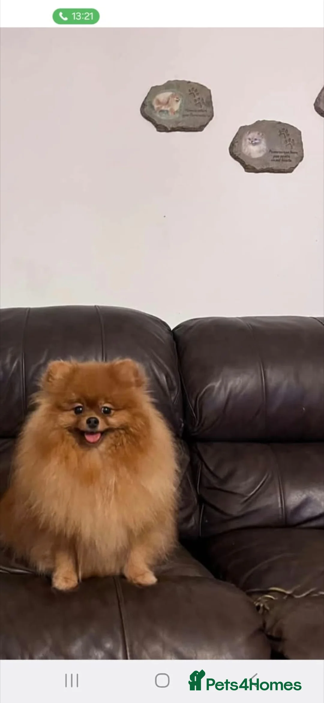Pomeranian dogs for sale: Female pomeranian  in Loughborough - Advert 1