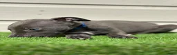 Whippet dogs for sale: Blue whippets  - Advert 8
