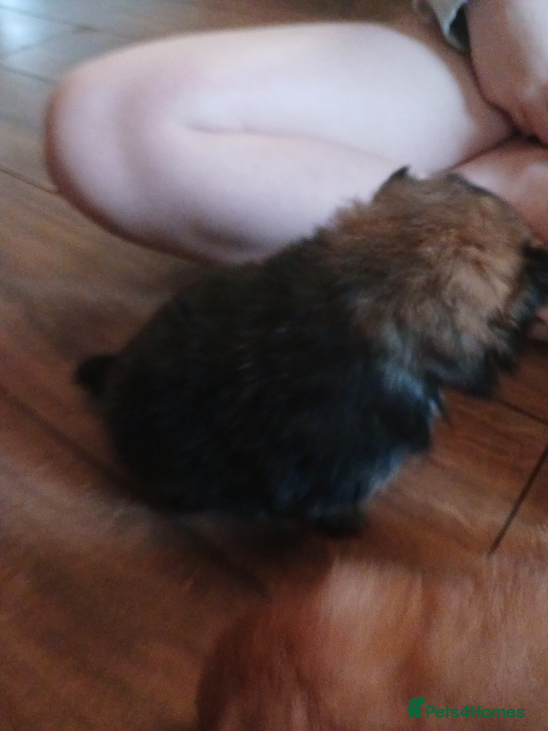 Pomeranian dogs for sale: Pomerian pups  - Image 22