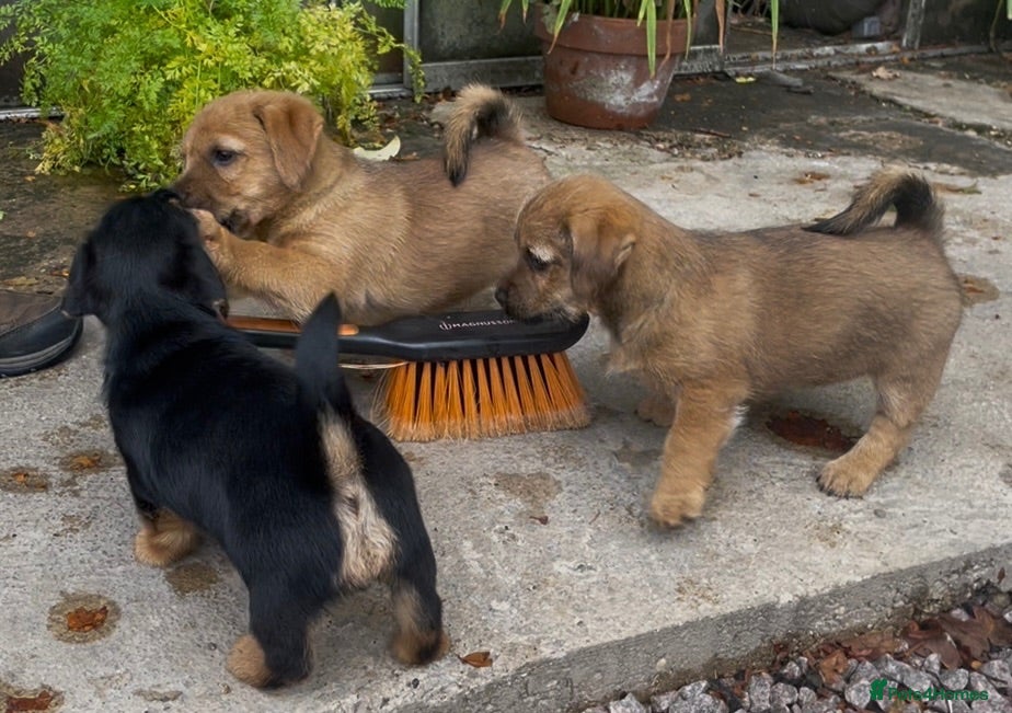 Mixed Breed dogs Norfolk Terrier cross Jack Russell Puppies - Advert 1