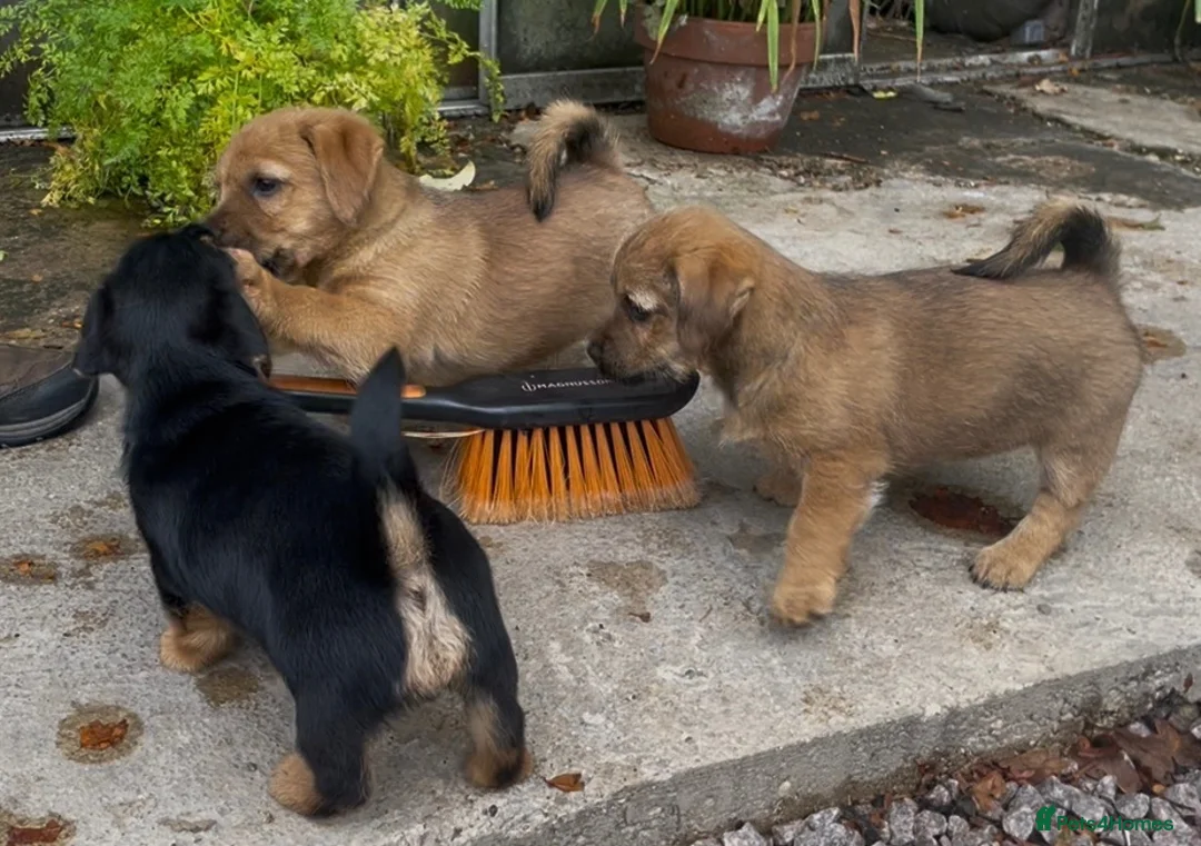 Mixed Breed dogs for sale: Norfolk Terrier cross Jack Russell Puppies in Melton Mowbray - Advert 1