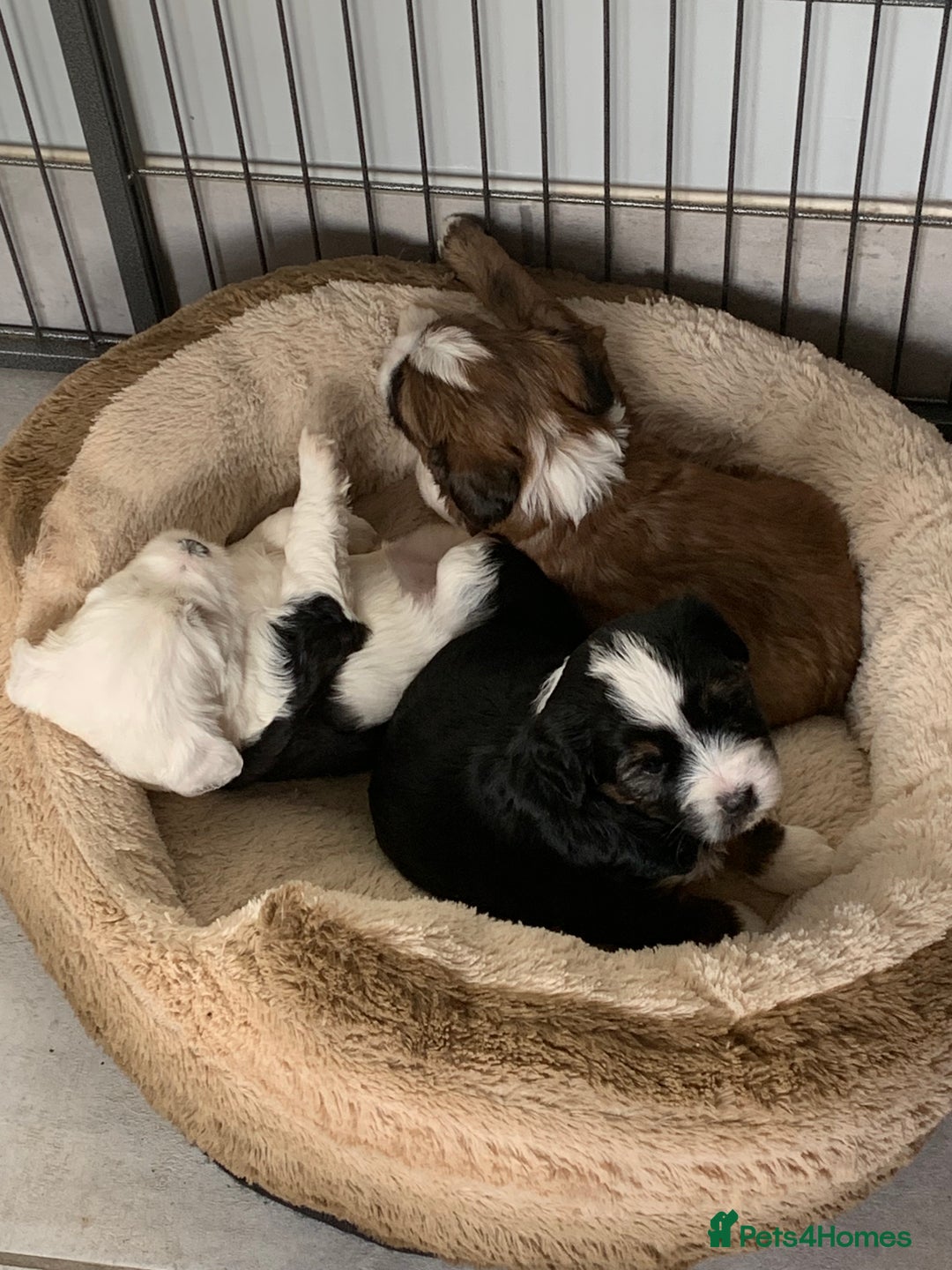 Tibetan Terrier dogs for sale: Beautiful Tibetan terrier puppies - Advert 3