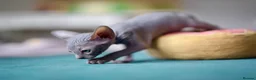 Sphynx cats for sale: Gorgeous silver Sphynx girl - Advert 13