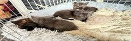 Mixed Breed cats for sale: 5 kittens  - Advert 1
