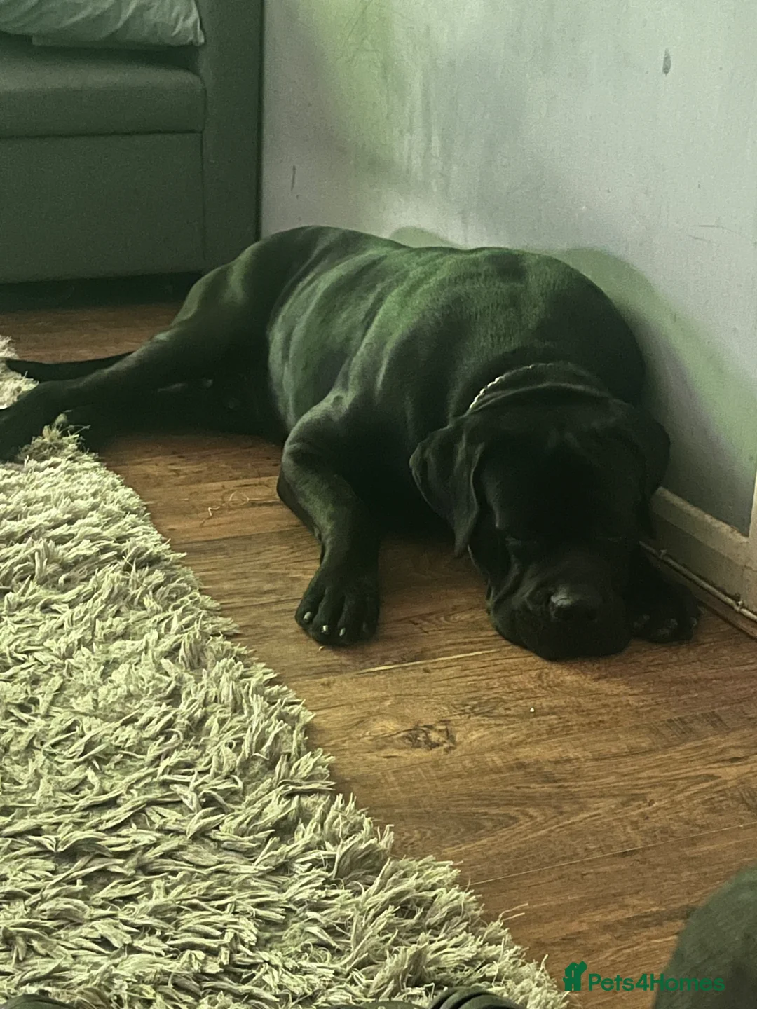Cane Corso dogs for sale: Cane Corso - Advert 2