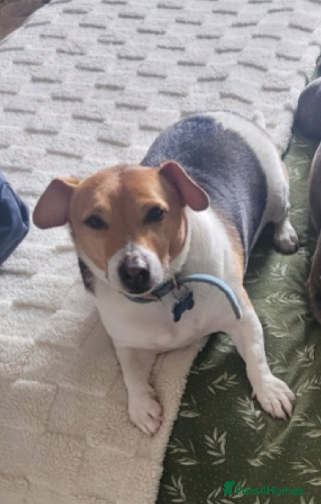 Jack Russell dogs for sale: 6 year old Jack Russel - Image 2