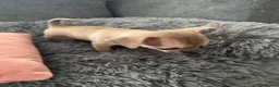 Chihuahua dogs for sale: Gorgeous Rare Pure Chihuahua Puppies - Advert 5