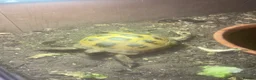 Turtle reptiles for sale: 3 Year old Russian turtle (horsfeild turtle) - Advert 4
