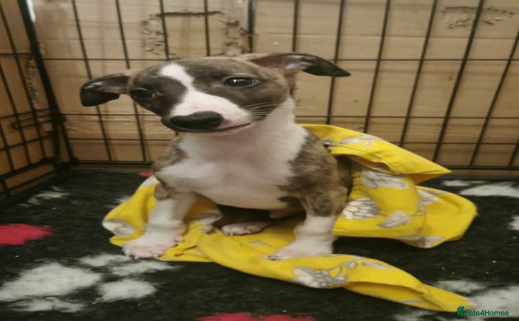 Whippet dogs Petite whippet puppies  - Advert 12