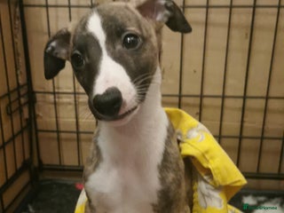 Whippet dogs Petite whippet puppies - Advert 1