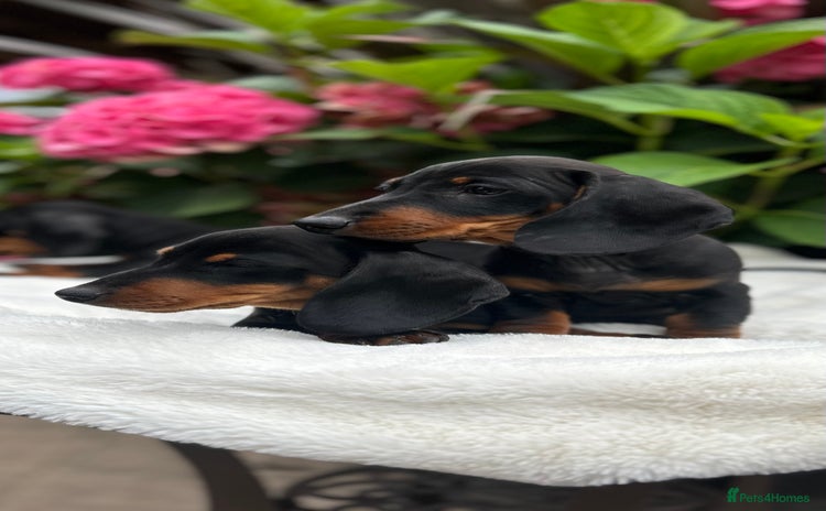 Miniature Dachshund dogs - Advert 11