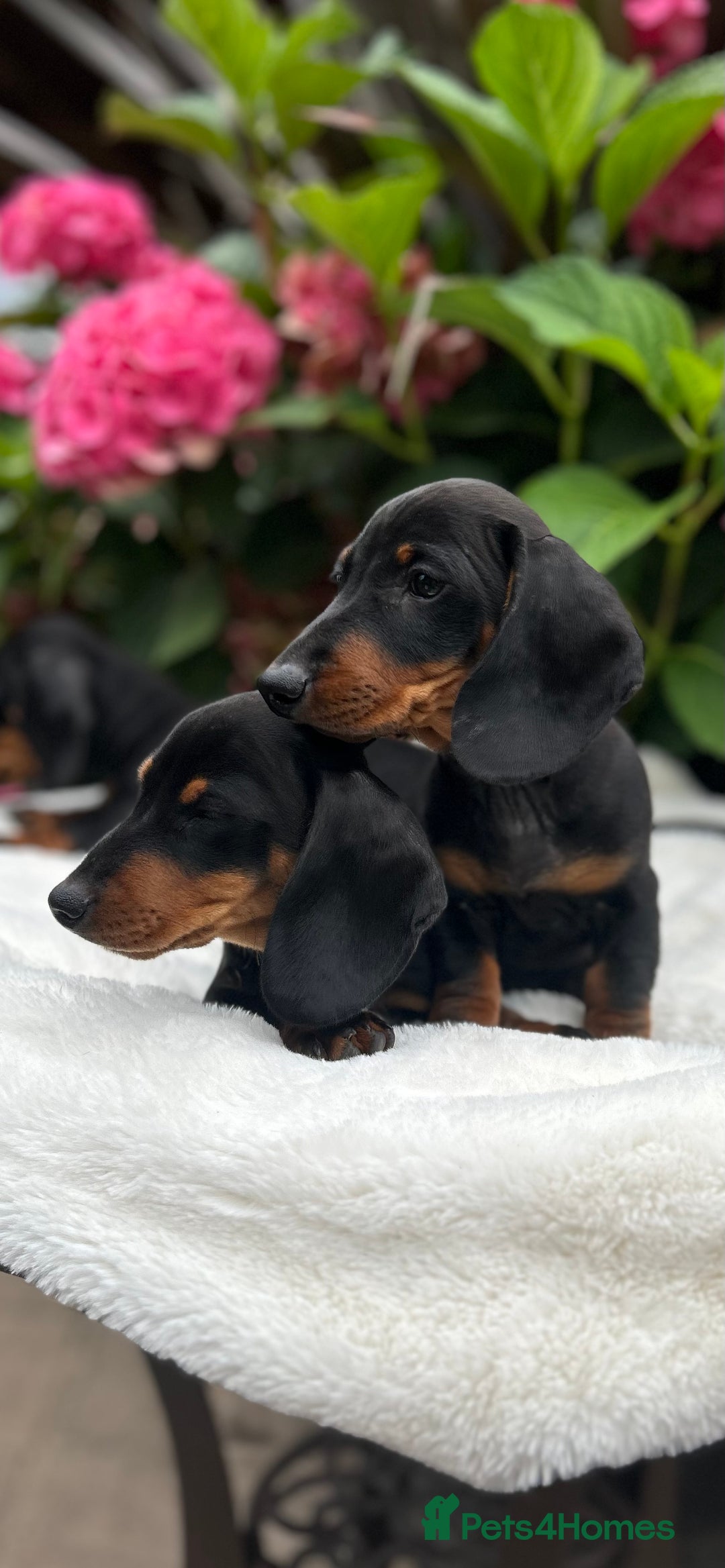 Miniature Dachshund dogs for sale: Ready Now Full Pedigree KC Reg Mini Dachshunds - Image 1