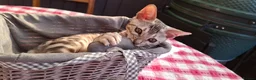 Bengal cats for sale: Stunning Bengal Kittens  - Advert 30