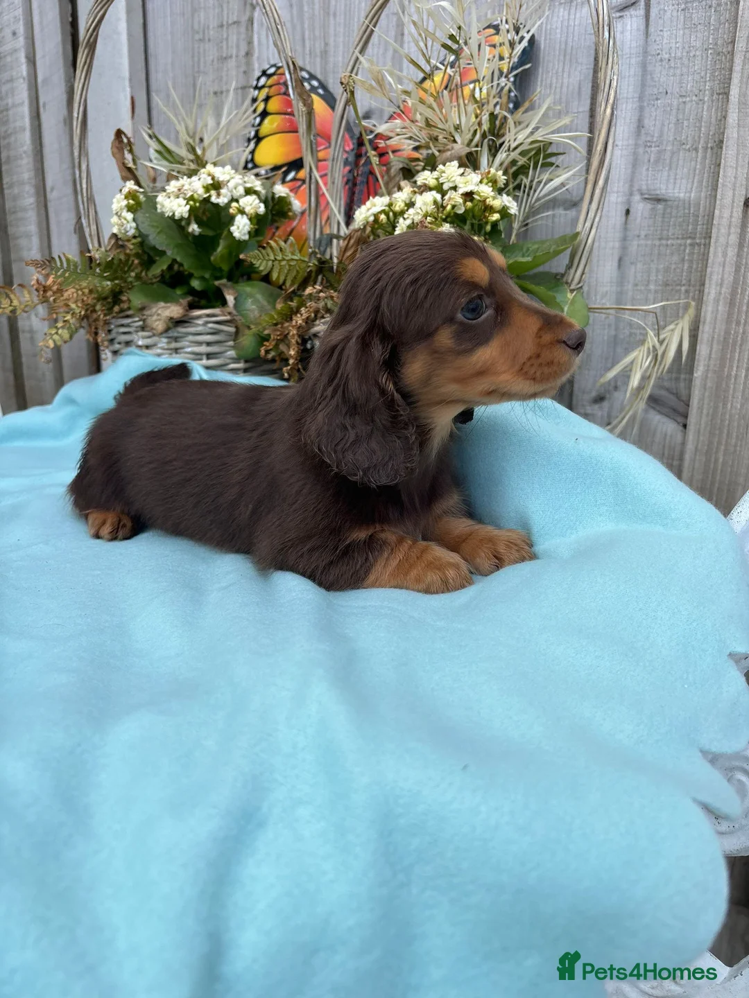 Dachshund dogs for sale: Miniature long-haired dachshund - Advert 11