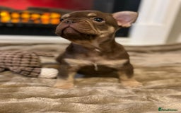 French Bulldog dogs for sale: Rojo and Isabella Merle Pups - Image 15