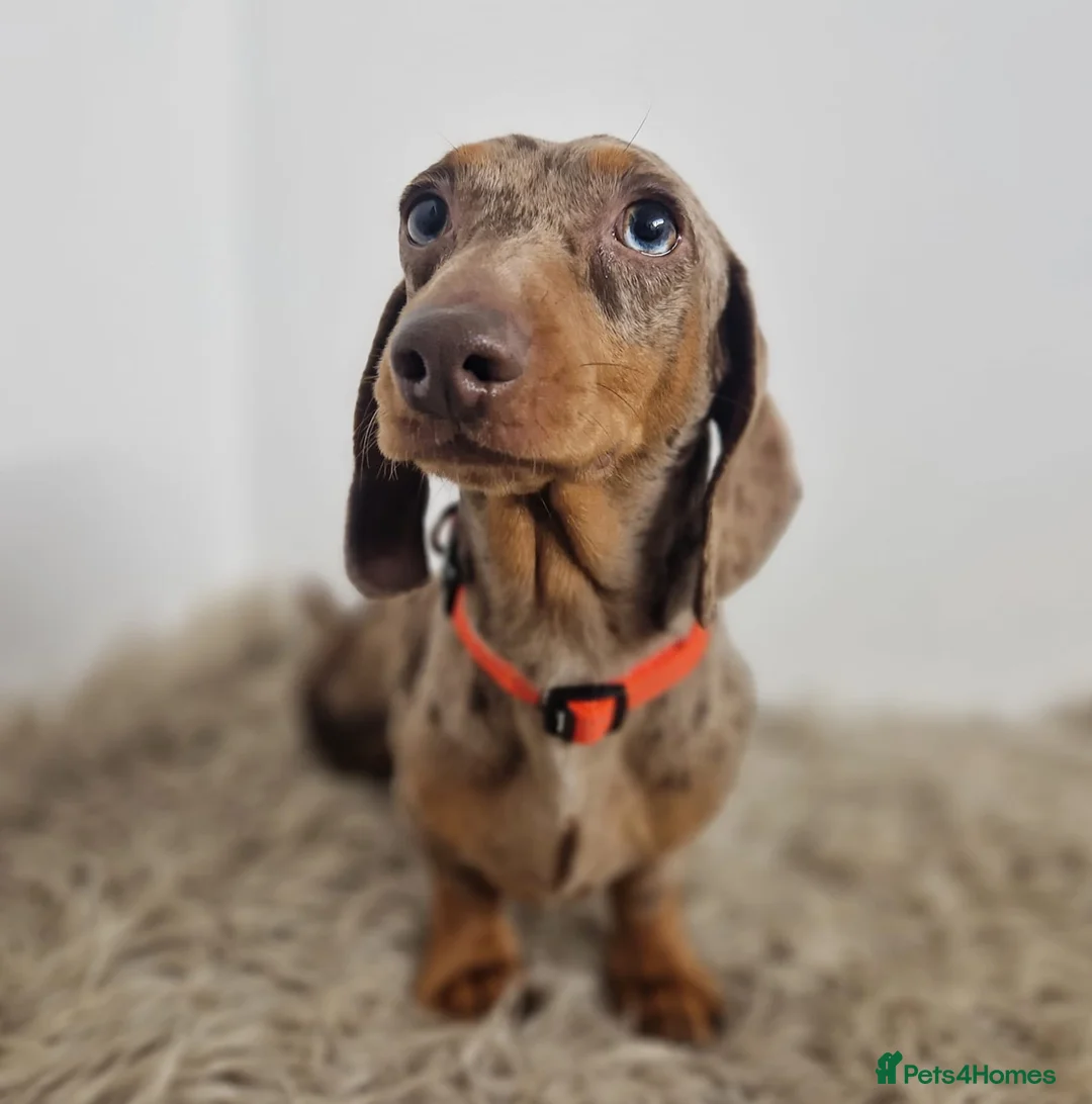 Miniature Dachshund dogs for stud: 🤎Albert🤎 in Newport - Advert 7
