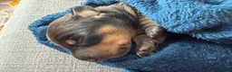 Miniature Dachshund dogs for sale: Beautiful miniature dachshund puppies  in Wednesbury - Advert 16