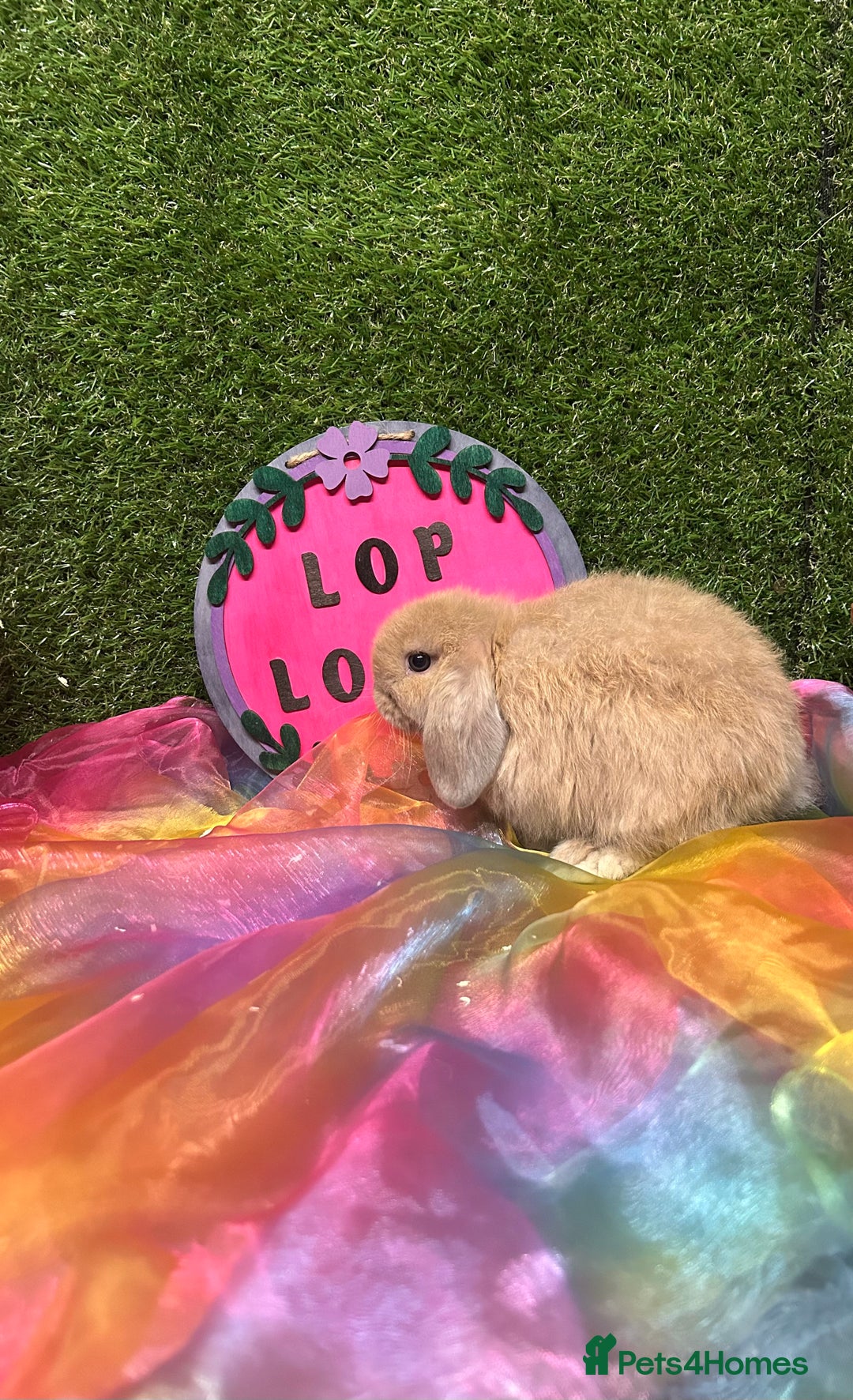 Mini Lop rabbits for sale: 🍂 Last brown sable lop boy  - Image 2