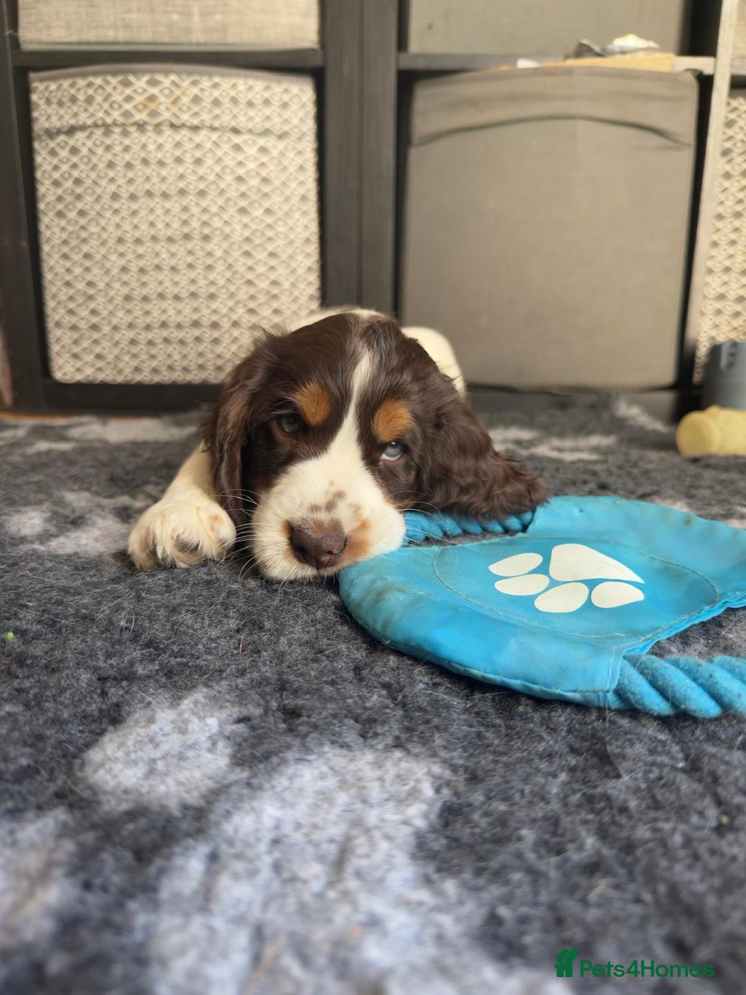 Cocker Spaniel dogs for sale: KC Registered Show Cocker Spaniel Puppies  - Image 3