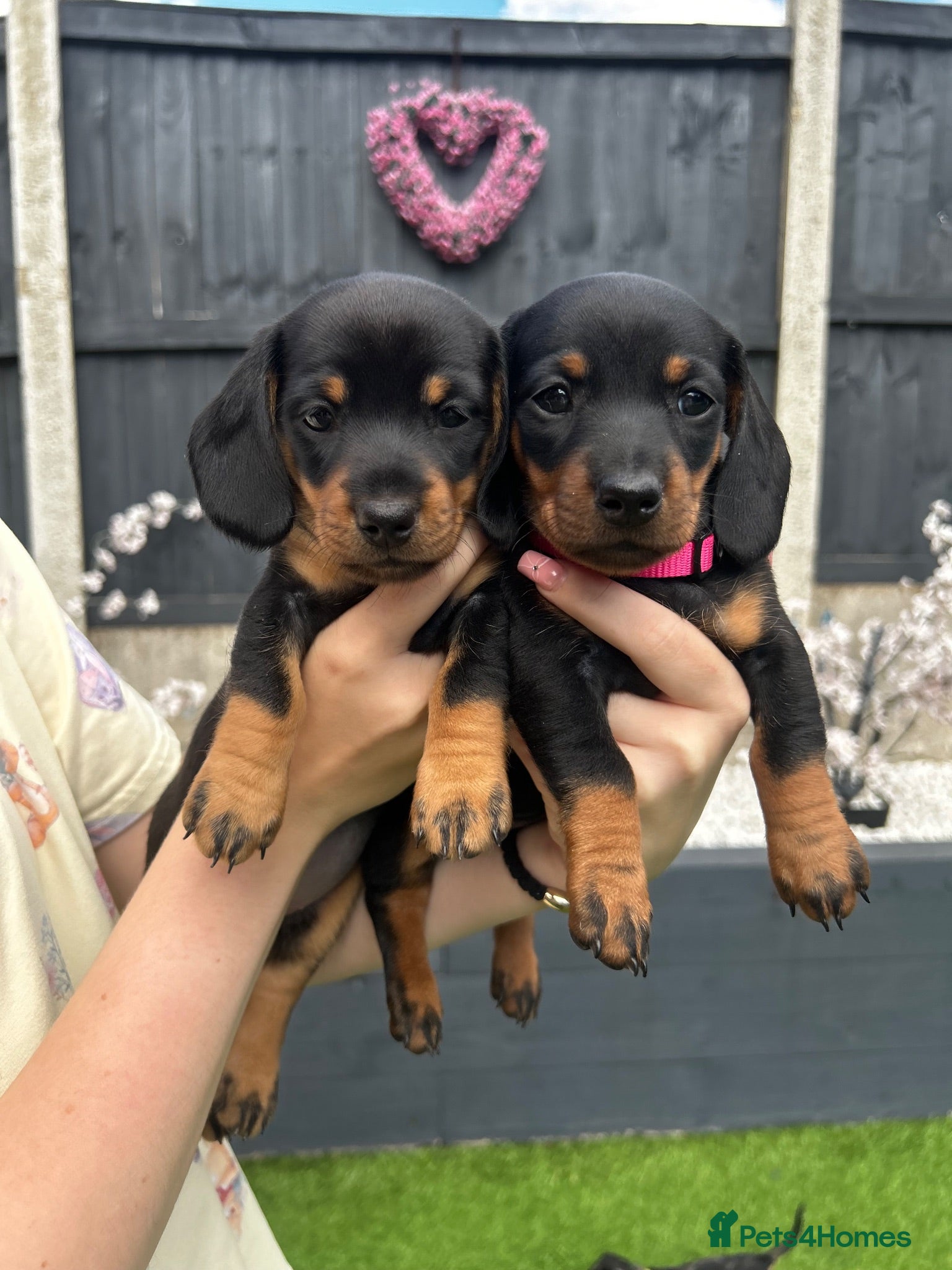 Miniature Dachshund dogs Miniature dachshund puppies (3 tiny girls left) 🩷 - Advert 6