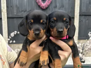 Miniature Dachshund dogs Miniature dachshund puppies (3 lovely girls left🩷 - Advert 1