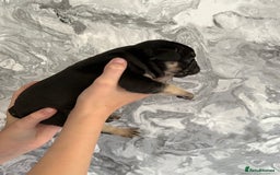 French Bulldog dogs for sale: KC REGISTERED FRENCH BULLDOG PUPPIES - Image 6