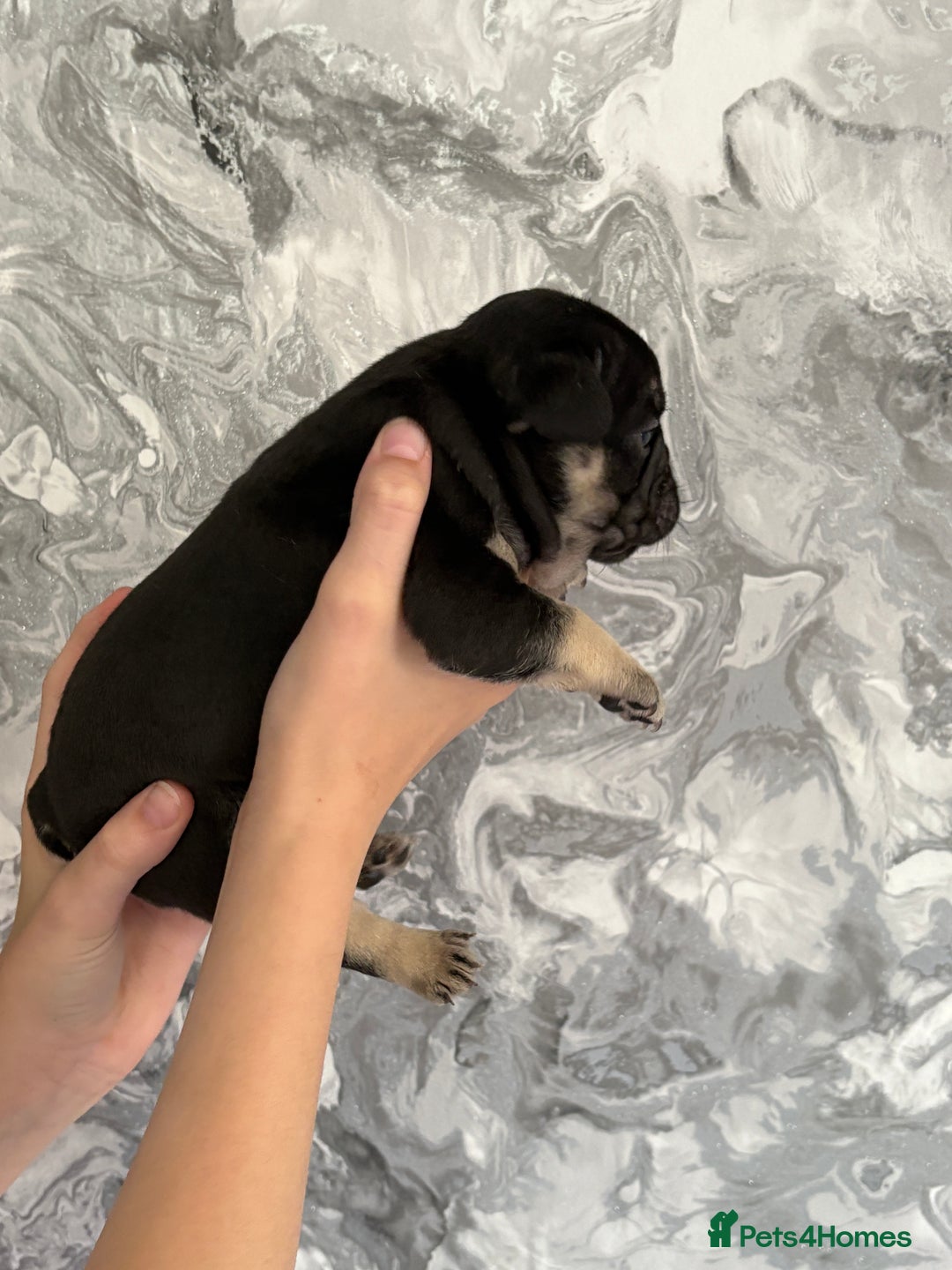French Bulldog dogs for sale: KC REGISTERED FRENCH BULLDOG PUPPIES - Image 6