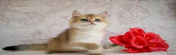 British Shorthair cats for sale: 💙British shorthair ready now🩷 - Advert 10