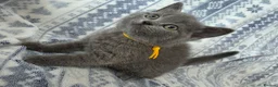 British Shorthair cats for sale: British Shorthair - Advert 14