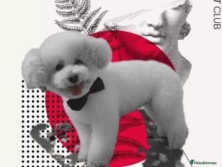 Mixed Breed dogs Male Beautiful 😍 Toy Maltipoo - Advert 6