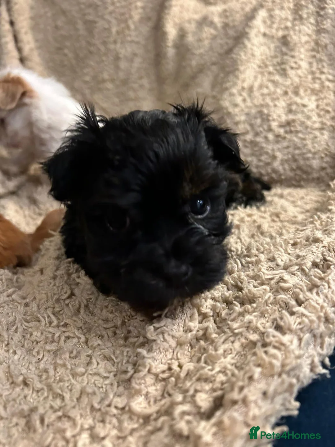 Havanese dogs for sale: Beautiful Havanese Puppies - Advert 8
