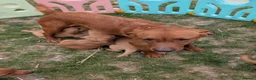 Labrador Retriever dogs for sale: Beautiful red fox Labrador puppy male. - Advert 2