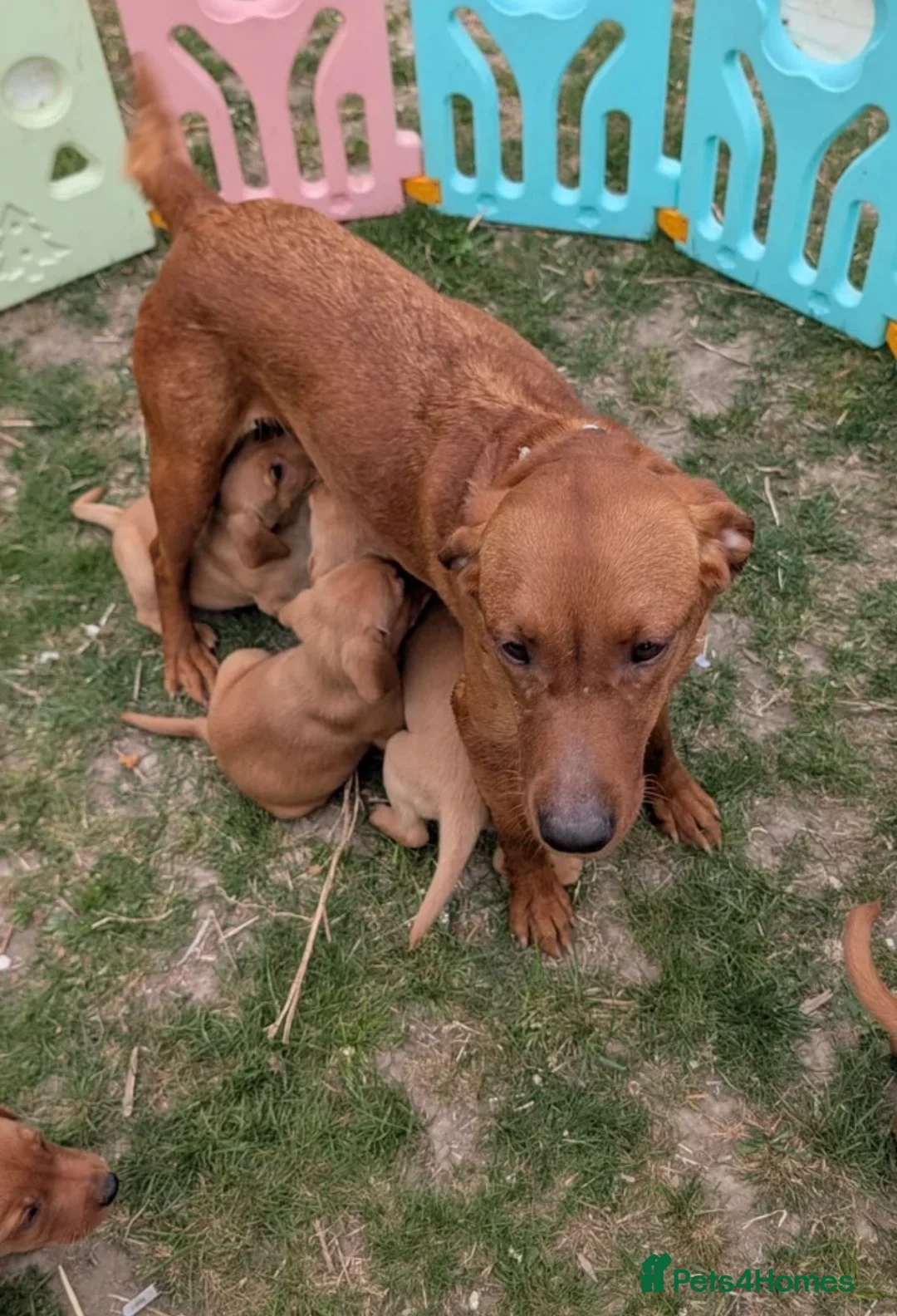 Labrador Retriever dogs for sale: Beautiful red fox Labrador puppy male. - Advert 2