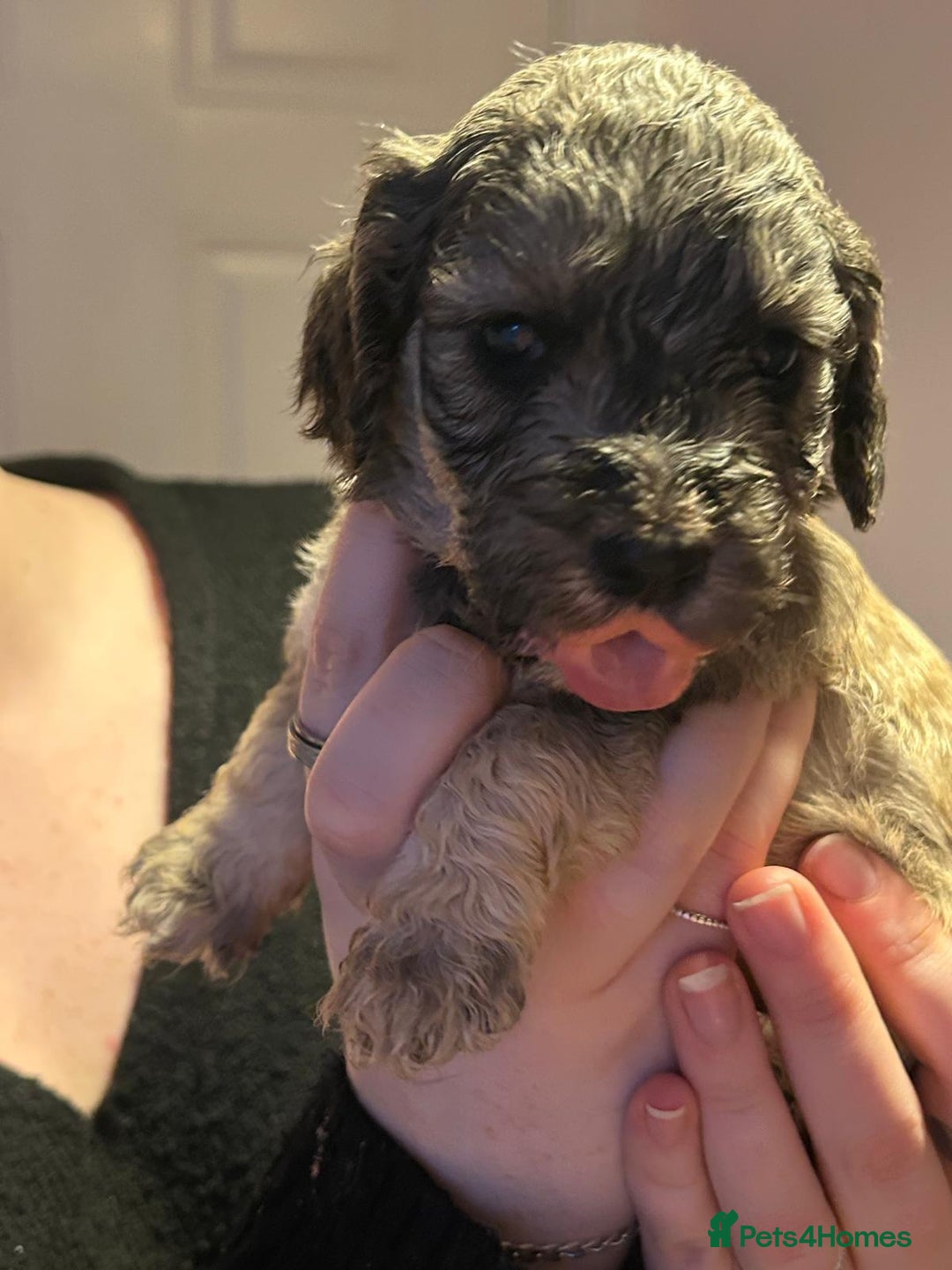 Cockapoo dogs for sale: 8 gorgeous F1 Cockapoos - Advert 36