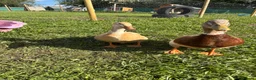 Ducks poultry for sale: Show quality saxony ducklings  - Advert 1