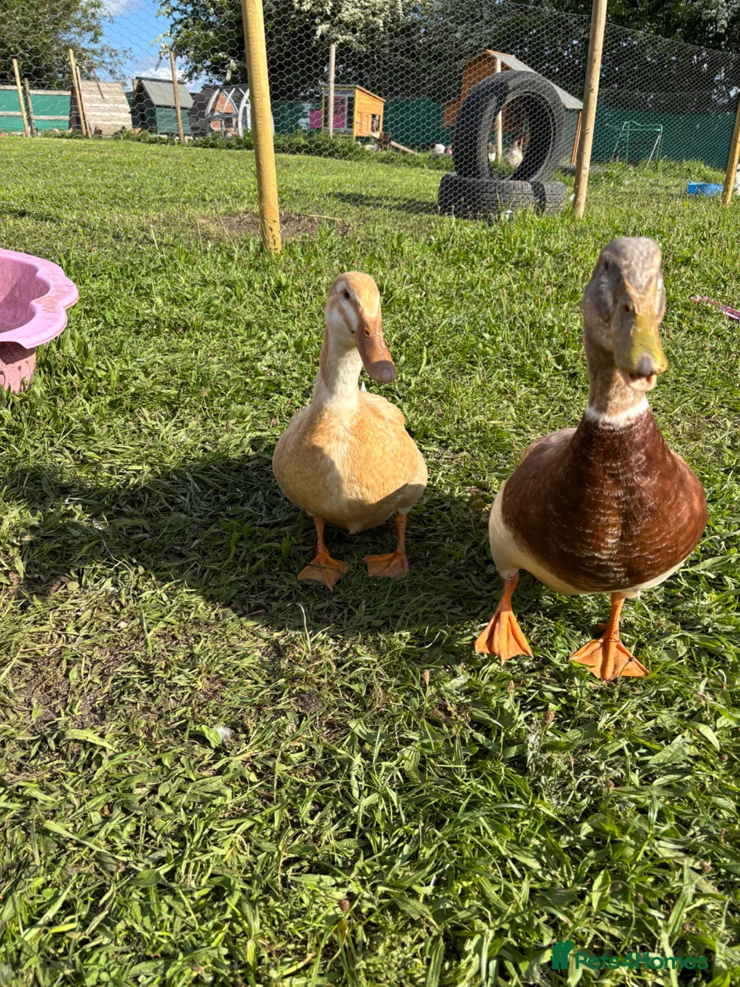 Ducks poultry for sale: Show quality saxony ducklings  - Advert 1