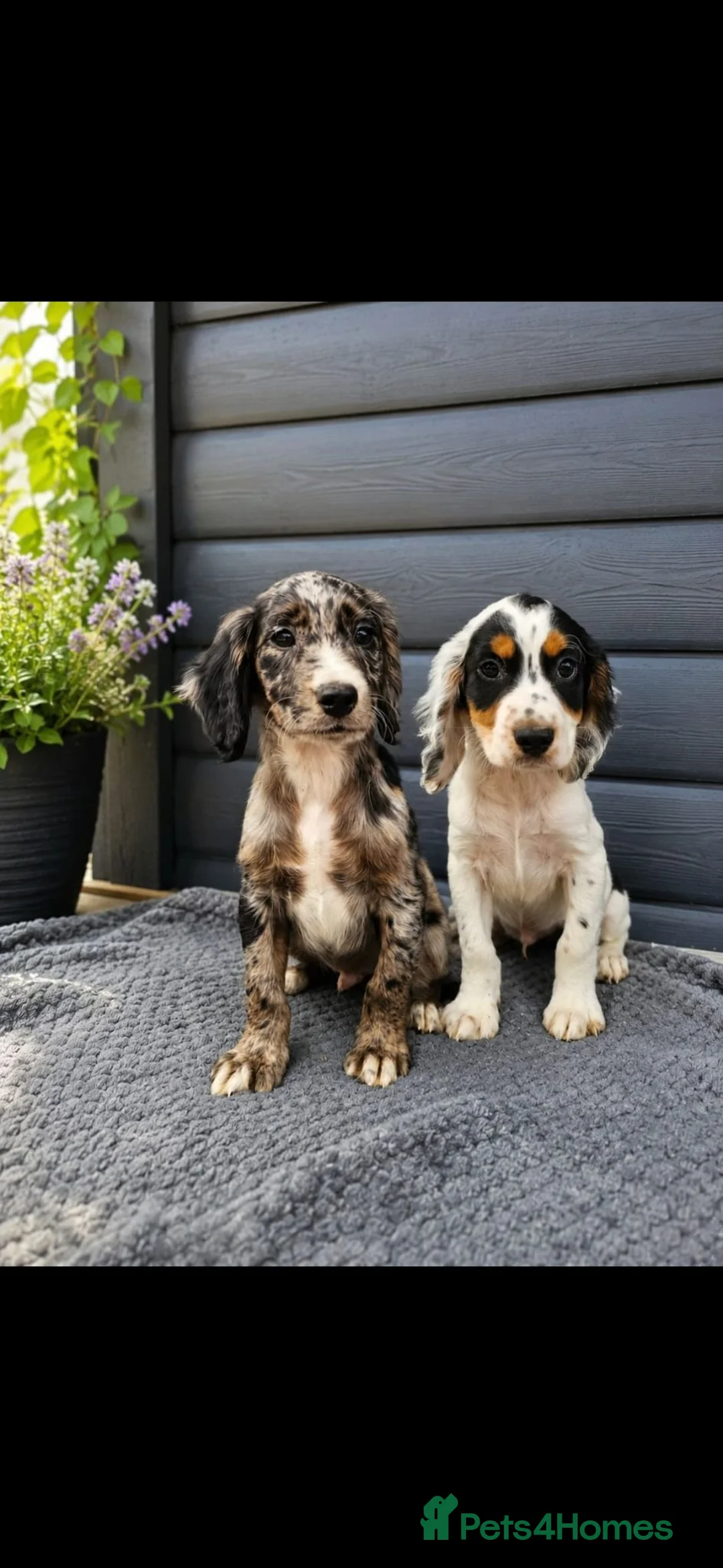 Cocker Spaniel dogs for sale: Cocker spaniel in Frome - Advert 6