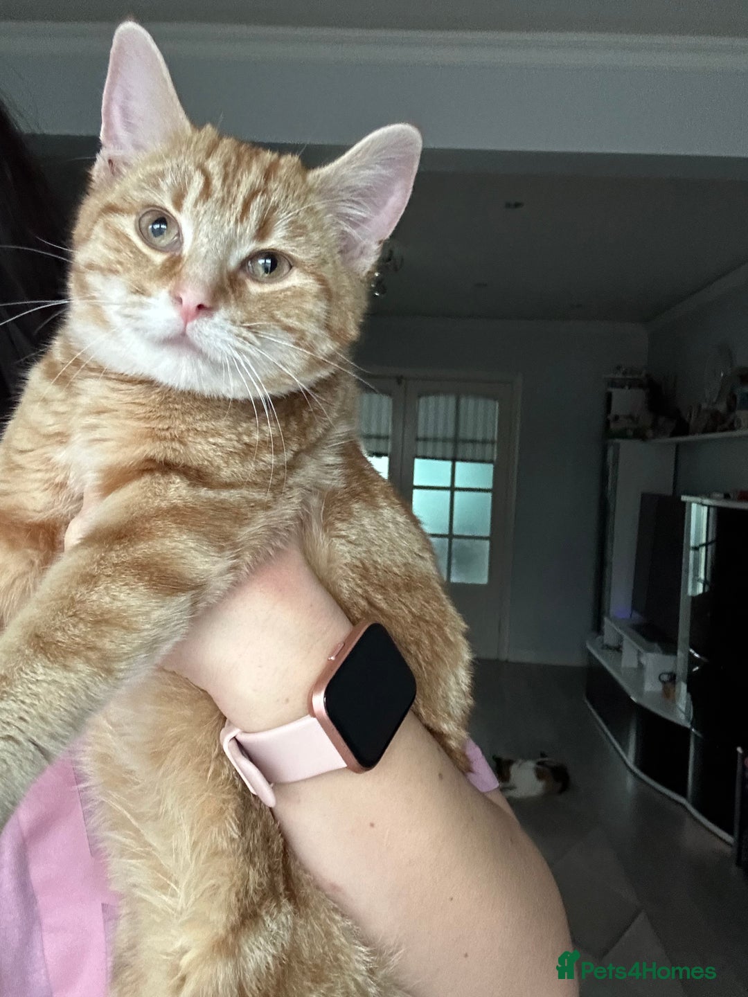 Domestic Shorthair cats for sale: Amazing ginger boy - Advert 1
