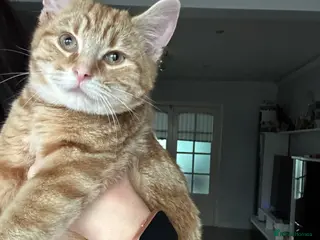 Domestic Shorthair cats Amazing ginger boy - Advert 11