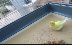 Canaries birds for sale: Male yellow canary with cage on stand  - Image 1