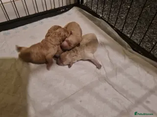 Poochon dogs 4 beautiful fluffy poochon puppies for sale - Advert 4