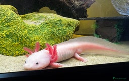 Axolotl reptiles for sale: Axoltl male 8 months old for rehome - Image 1