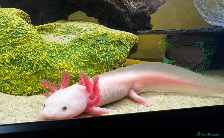 Axolotl reptiles - Advert 7