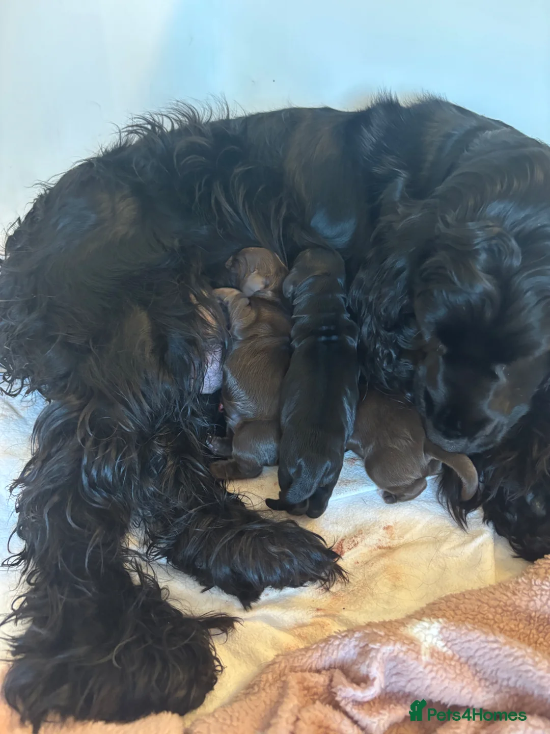 Cocker Spaniel dogs for sale: Beautiful show type cocker spaniel - Advert 2