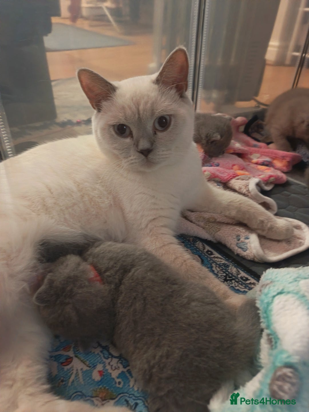 British Shorthair cats for sale: British Shorthair Kittens –Available now - Advert 11