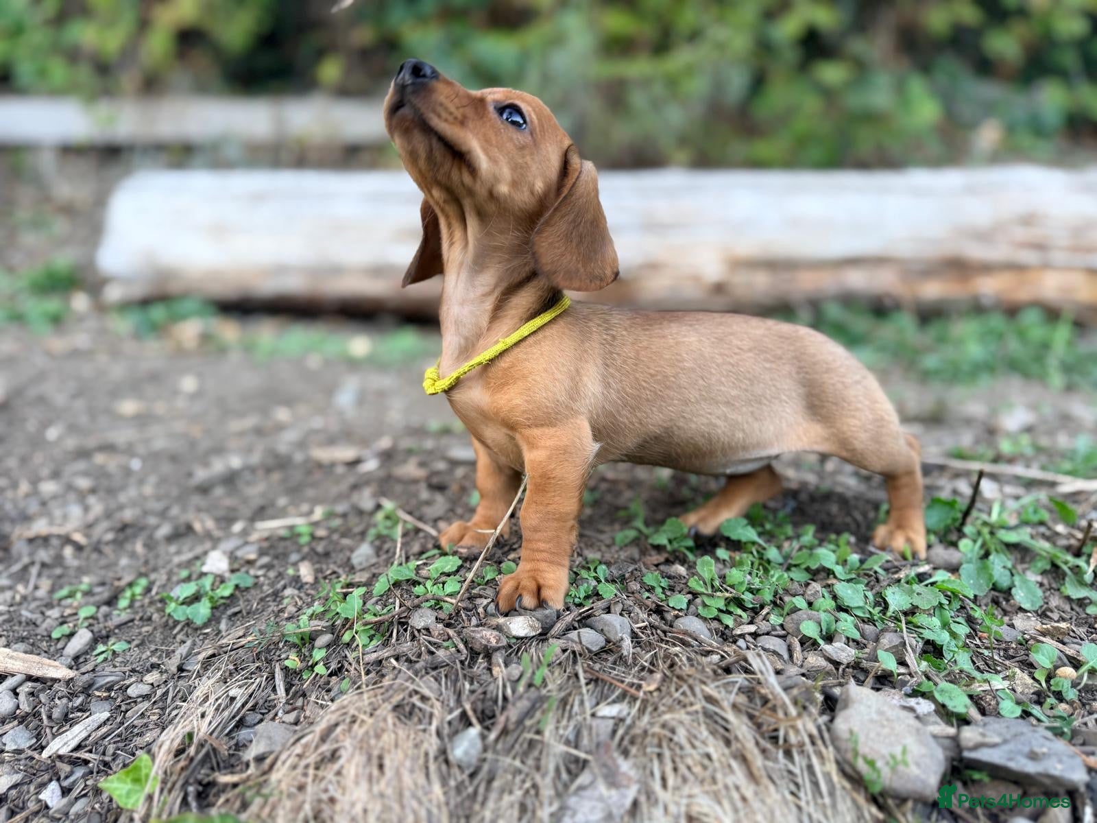 Miniature Dachshund dogs OUTSTANDING KC MINIATURE WIRE DACHSHUND  - Advert 2