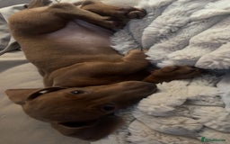 Miniature Dachshund dogs for sale: Miniature Dachshund female pup in Stevenage - Image 2